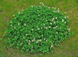 Trèfle blanc (Trifolium repens) 500g