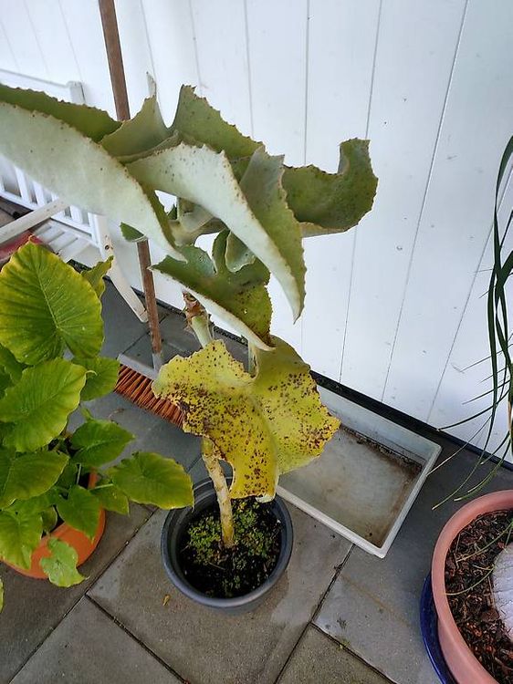 Kalanchoe beharensis Sukkulente Elefantenohr-Kalanchoe (Gebraucht) in  Hochdorf fr CHF 30  nur Abholung auf Ricardo kaufen