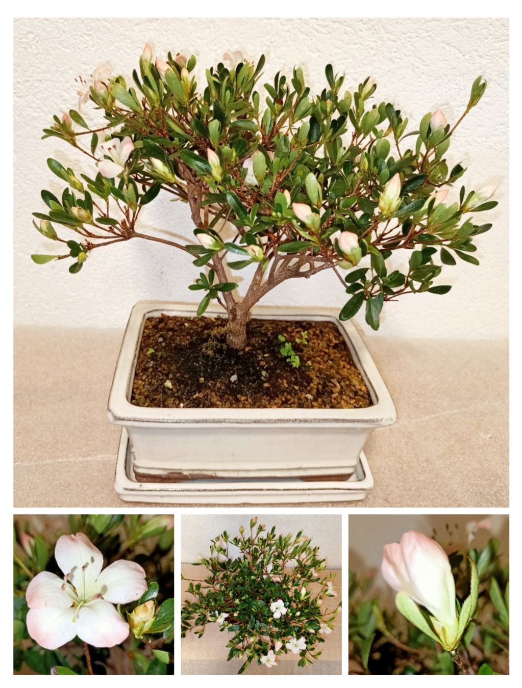 Plantes & graines: Bonsai Satsuki Azalee – Neuf (Voir description) à schöftland par UniquePlants