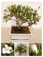 Bonsai Satsuki Azalee