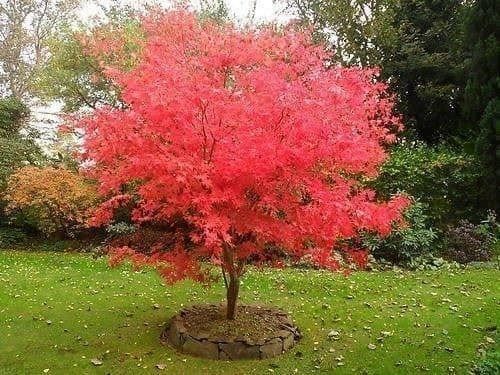 Piante & sementi: Erable rouge  ( acer rubrum )  20cm – Nuovo (secondo la descrizione) da Bremblens venduto da FIBONACCI369