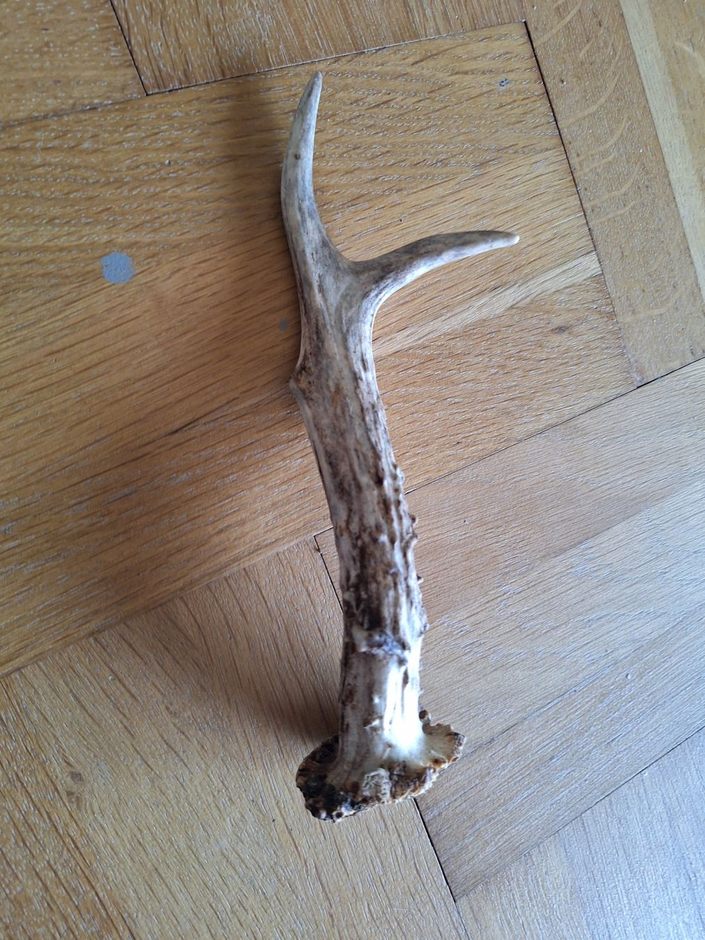 Sonstiges zum Sammeln & Seltenes: 1 corne de chevreuil de 20 cm – Gebraucht aus Chêne-Bougeries von xchrysalide