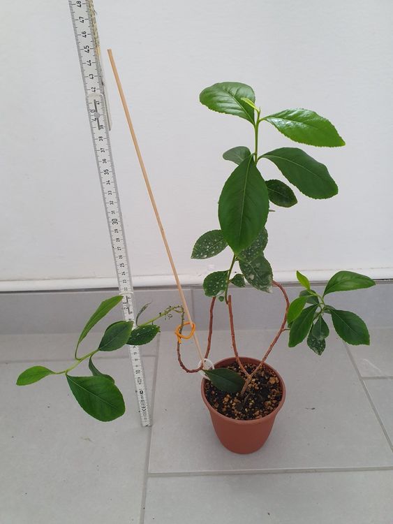 Catha edulis Kaufen auf Ricardo