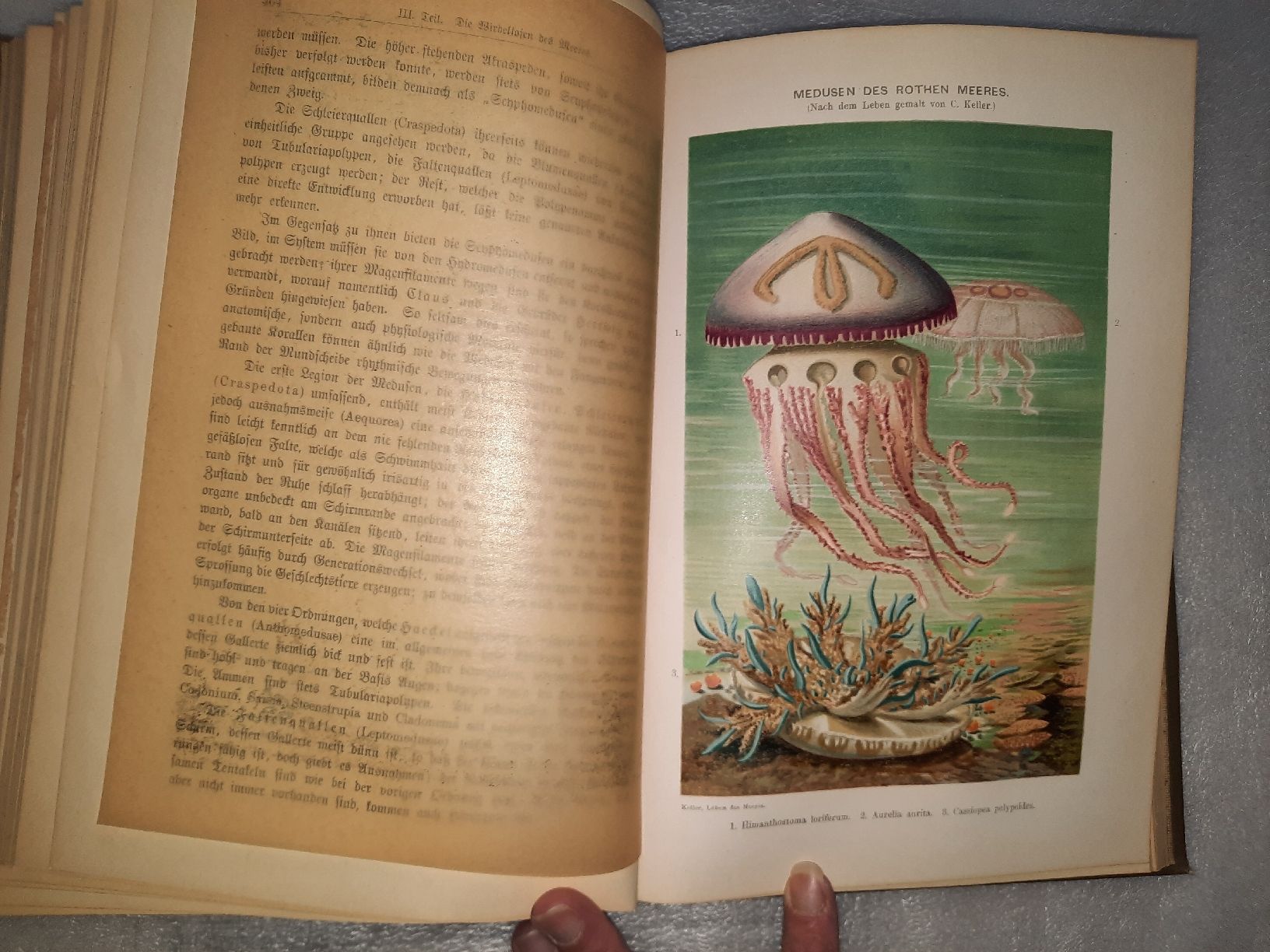 Libri: KELLER, Conrad: Das Leben des Meeres – Usato da Biasca venduto da Old_6blh 4