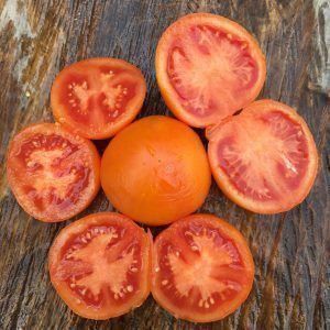 Piante & sementi: 50 Samen ZLATAVA Tomate – Nuovo (secondo la descrizione) da Ehrendingen venduto da VerveinaSamen 1