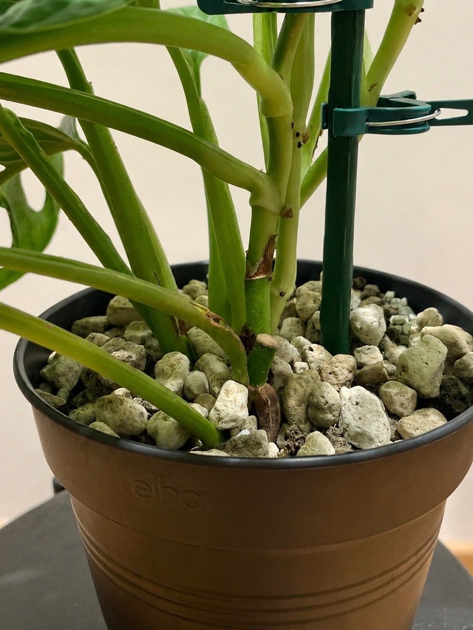 Piante & sementi: Monstera Monkey Leaf – Nuovo (secondo la descrizione) da Zürich venduto da Leafscape 2