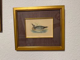 Antiker Vogelstich – F. O. Morris