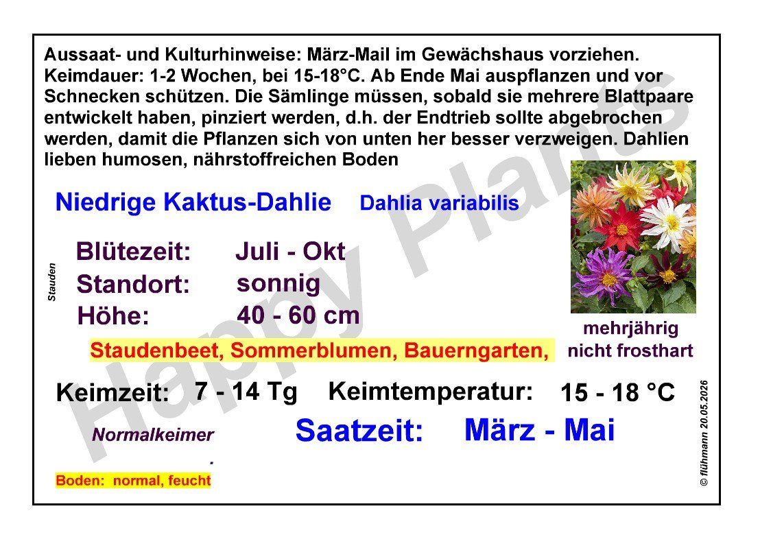 Piante & sementi: Niedrige Kaktus-Dahlie - 30 Samen – Nuovo e nell'imballaggio originale da Sumiswald venduto da Cham14559 1