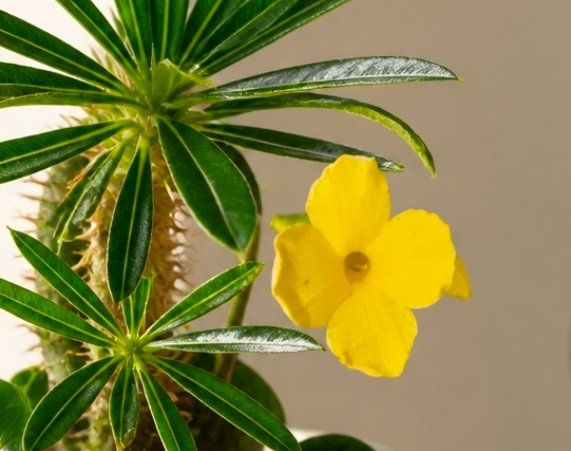 Piante & sementi: Pachypodium rosulatum – Usato da St.Erhard venduto da Plumilandschweiz 4