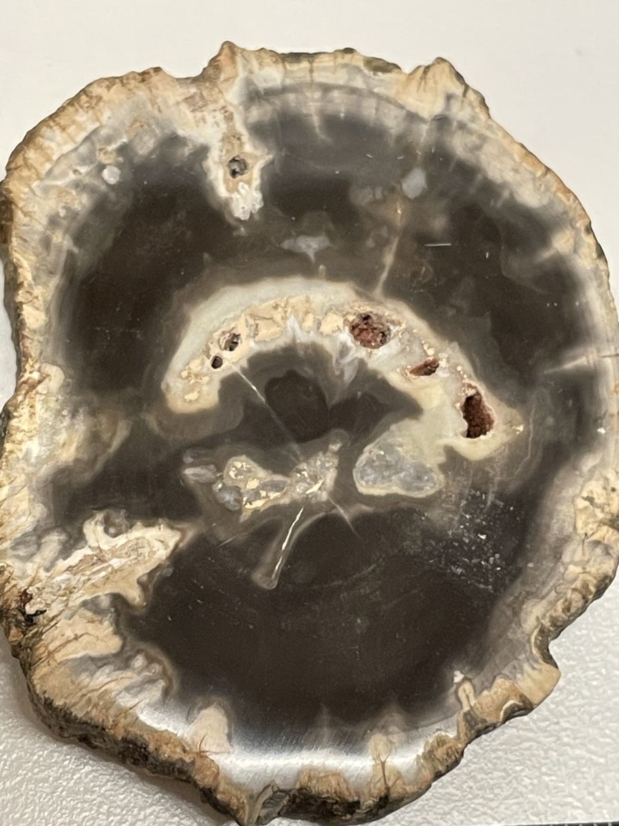 Minerali & Pietre curative: Heilstein versteinertes Holz – Usato da Rümlang venduto da euqinom16 1