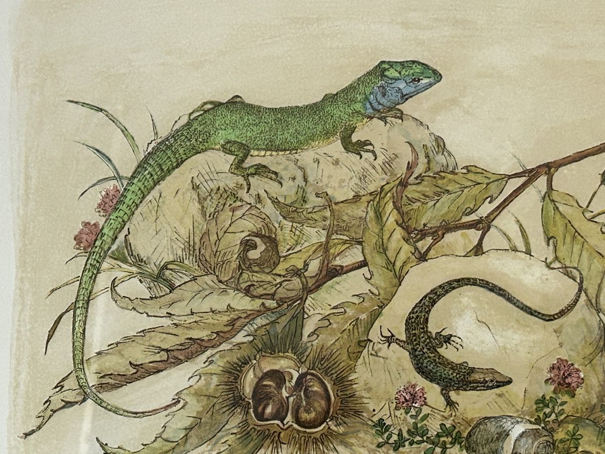 Grafica & Litografie: Nummerierte Lithografie mit Eidechsen / Ruth Hagner – Usato da Himmelried venduto da rasmus67 5