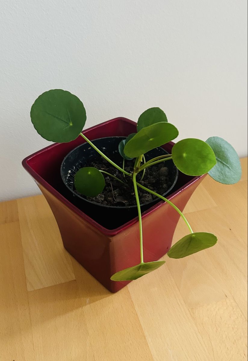 Piante & sementi: Pilea Peperomioides, Glückstaler Pflanze – Usato da Rapperswil SG venduto da so__lga