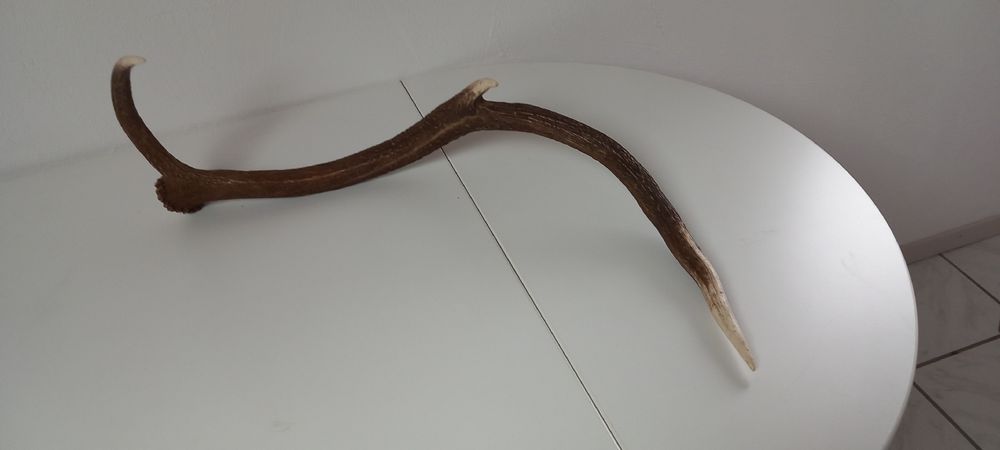 Welt der Tiere: Abwurfstange vom Hirsch – Gebraucht aus Buttikon SZ von MH1976 3