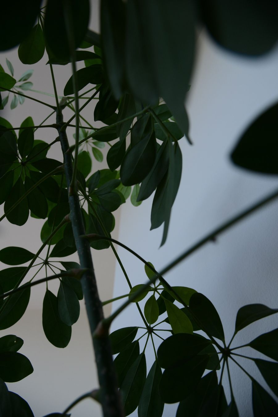 Pflanzen & Samen: Strahlenaralie/Schefflera – Gebraucht aus Basel von fer_cs78 4