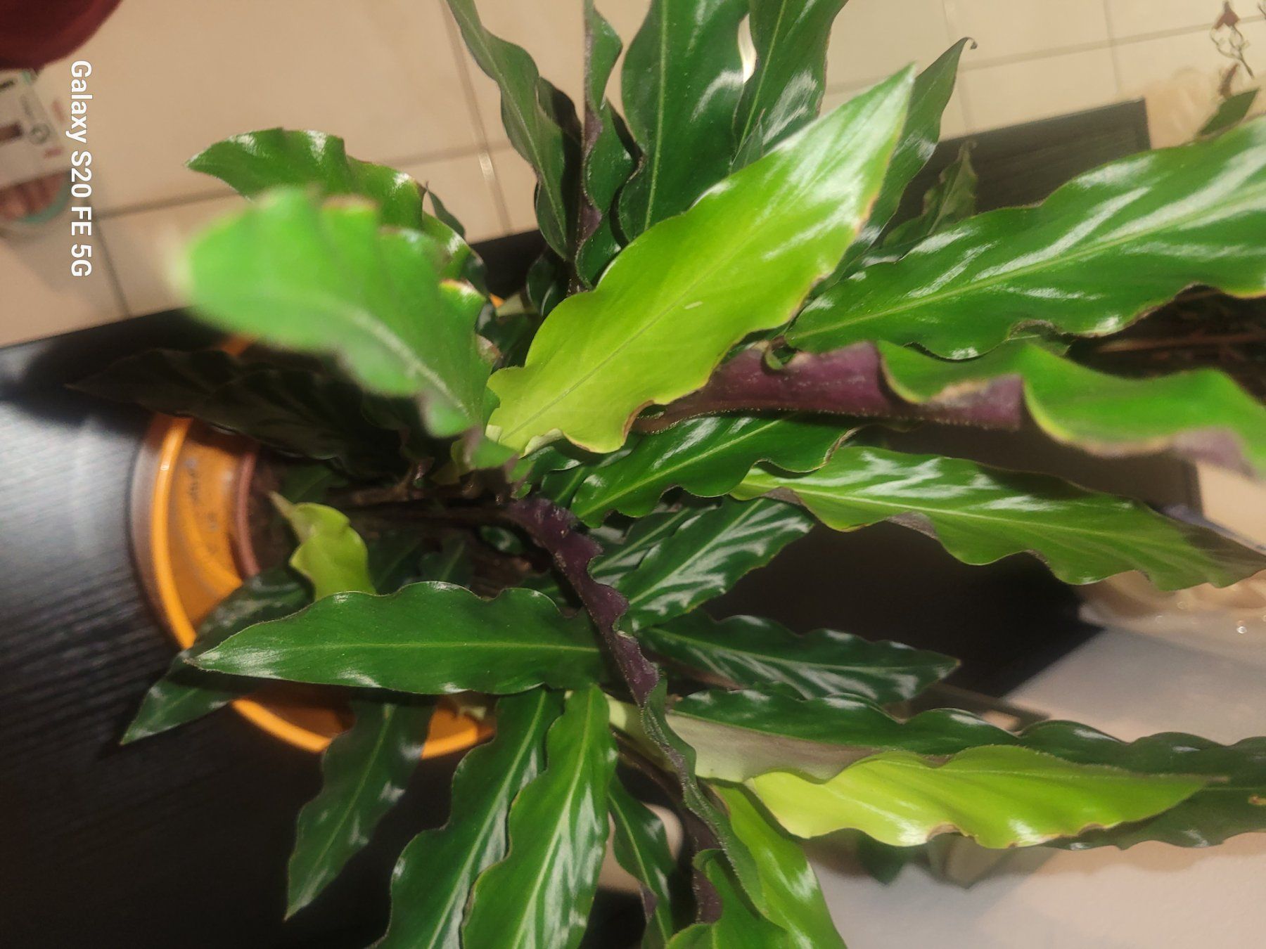 Pflanze Korbmarante Calathea in Topf, Zimmerpflanze (Neu und  originalverpackt) in Bassersdorf fr CHF 49  nur Abholung auf Ricardo  kaufen