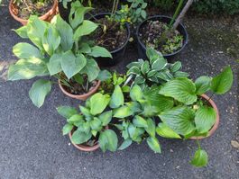 Sechs Hosta inkl. Töpfen