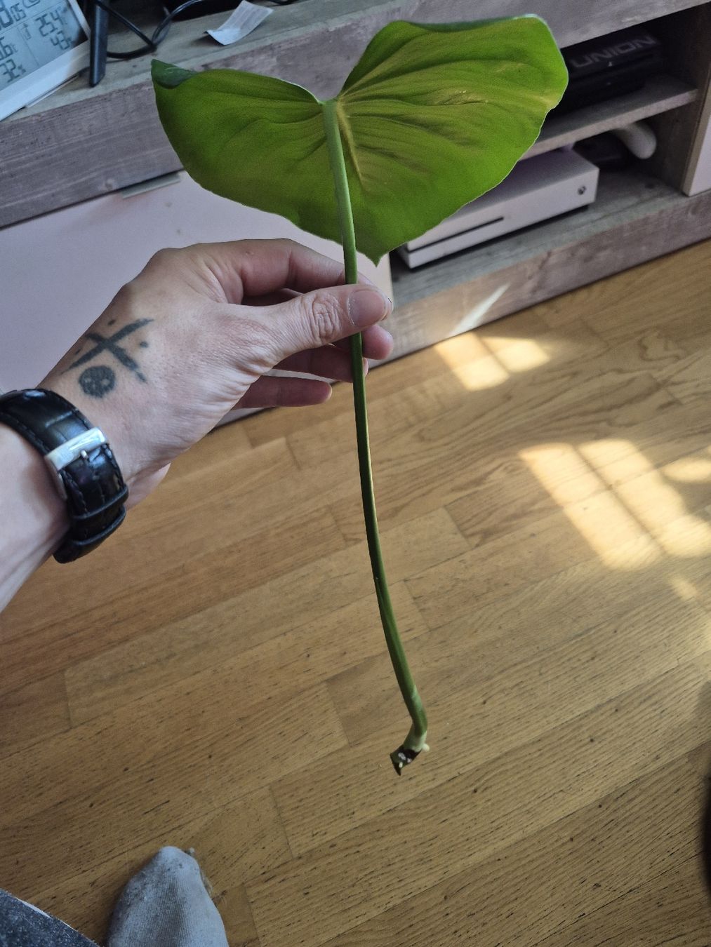 Piante & sementi: Monstera Deliciosa - Bouture – Usato da Châtelaine venduto da SwissGreenVault 1
