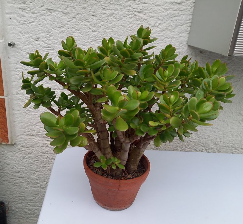 Crassula ovata Geldbaum Kaufen auf Ricardo
