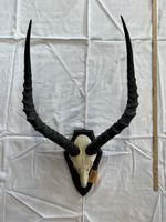 Impala (Aepyceros melampus)  Trophäe