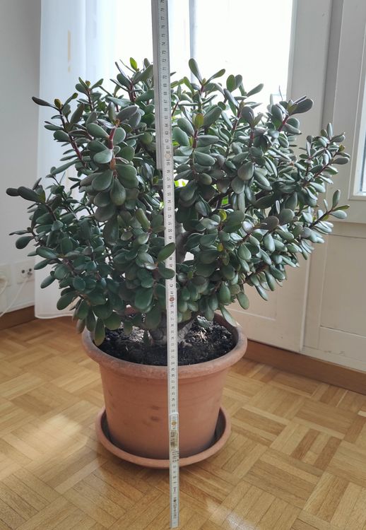 Geldbaum Crassula Ovata Kaufen Auf Ricardo