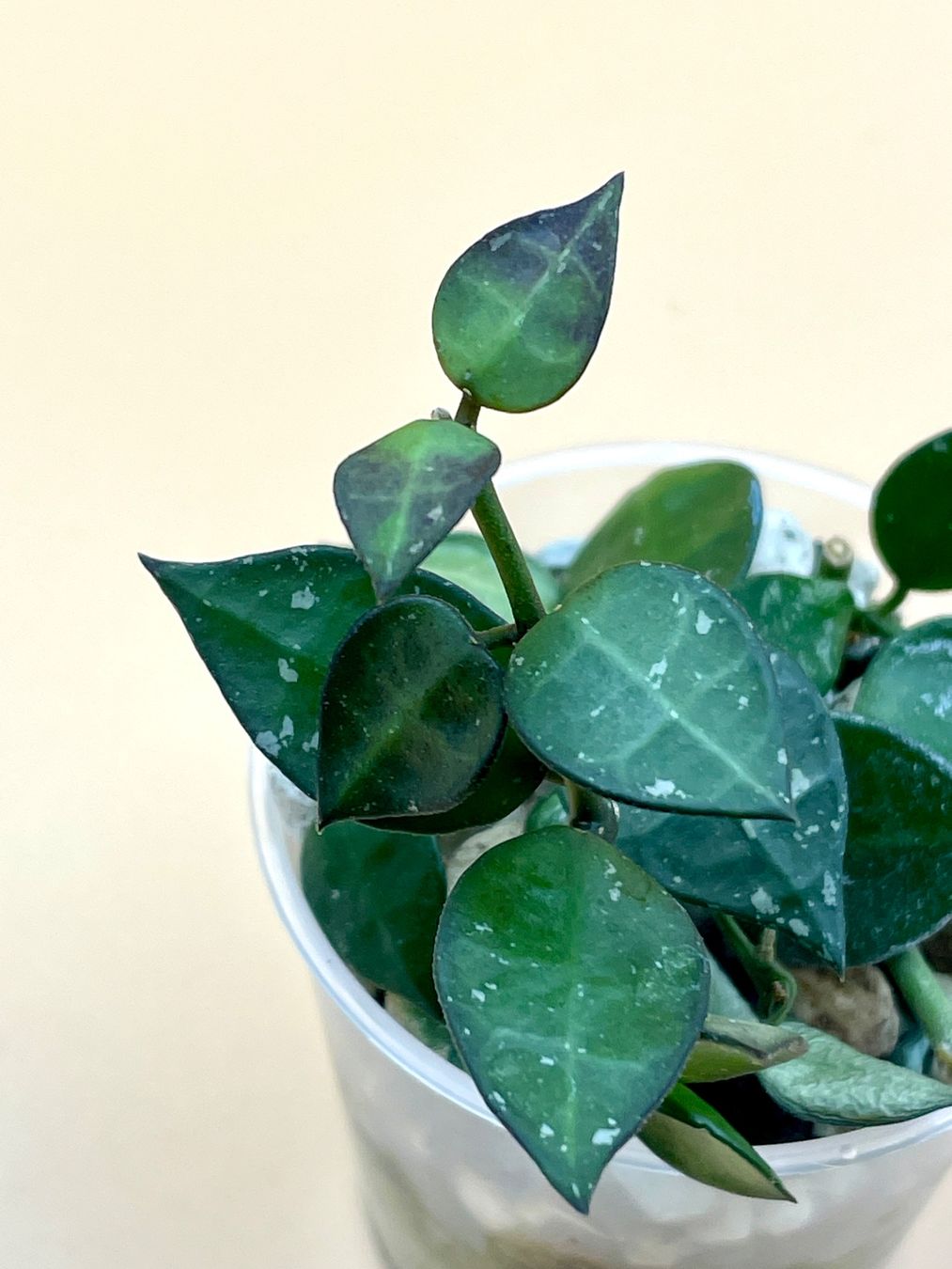 Piante & sementi: Hoya lacunosa 'Splash' – Nuovo (secondo la descrizione) da Zürich venduto da Leafscape 1