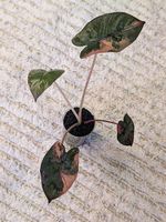Alocasia Yucatan Princess Pink Variegata