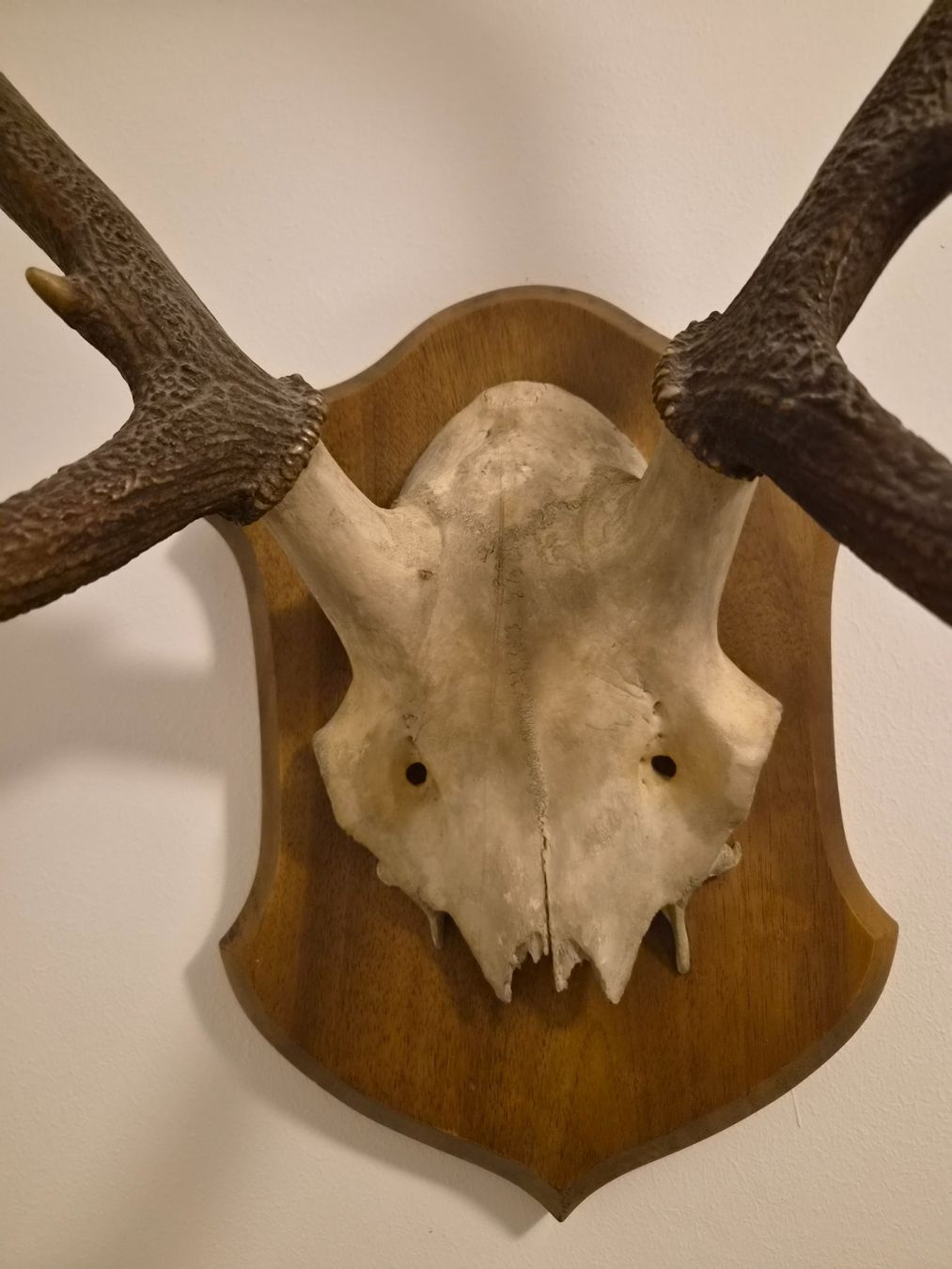 Autres collections & raretés: Hirschgeweih Trophäe auf Holzschild – D'occasion à Zürich par Pazzenreich 2