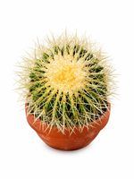 🌵 Wunderschöner Goldkugelkaktus (Echinocactus grusonii) im 