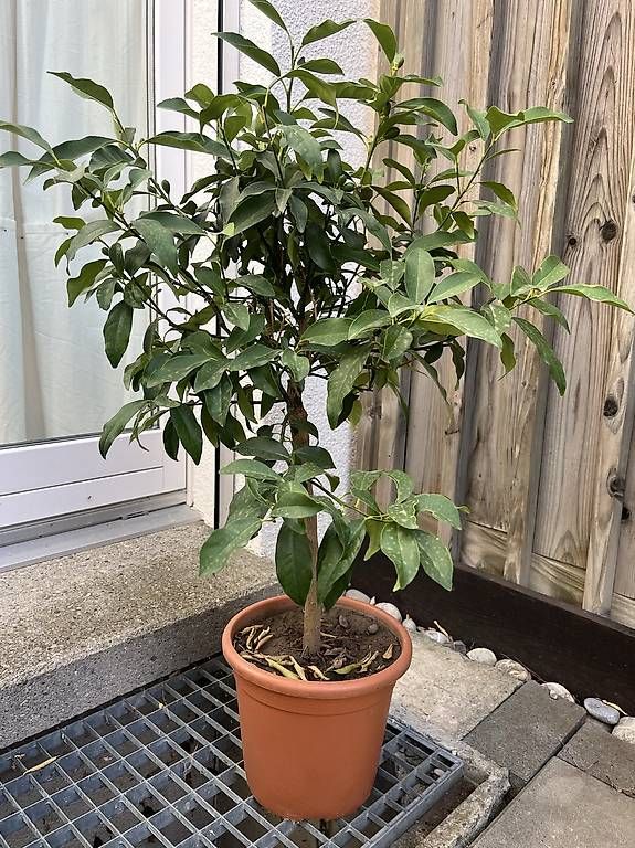 Piante & sementi: Zitrusbaum Kumquat – Usato da Chur venduto da imperoimperiale 1