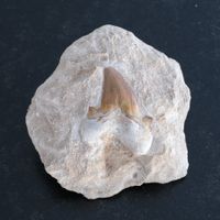 Haifisch Zahn - Otodus obliquus - Haizahn - Marokko