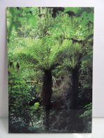 Postkarte Neuseeland Baumfarn Cyathea Smithii 12cm x 18 cm