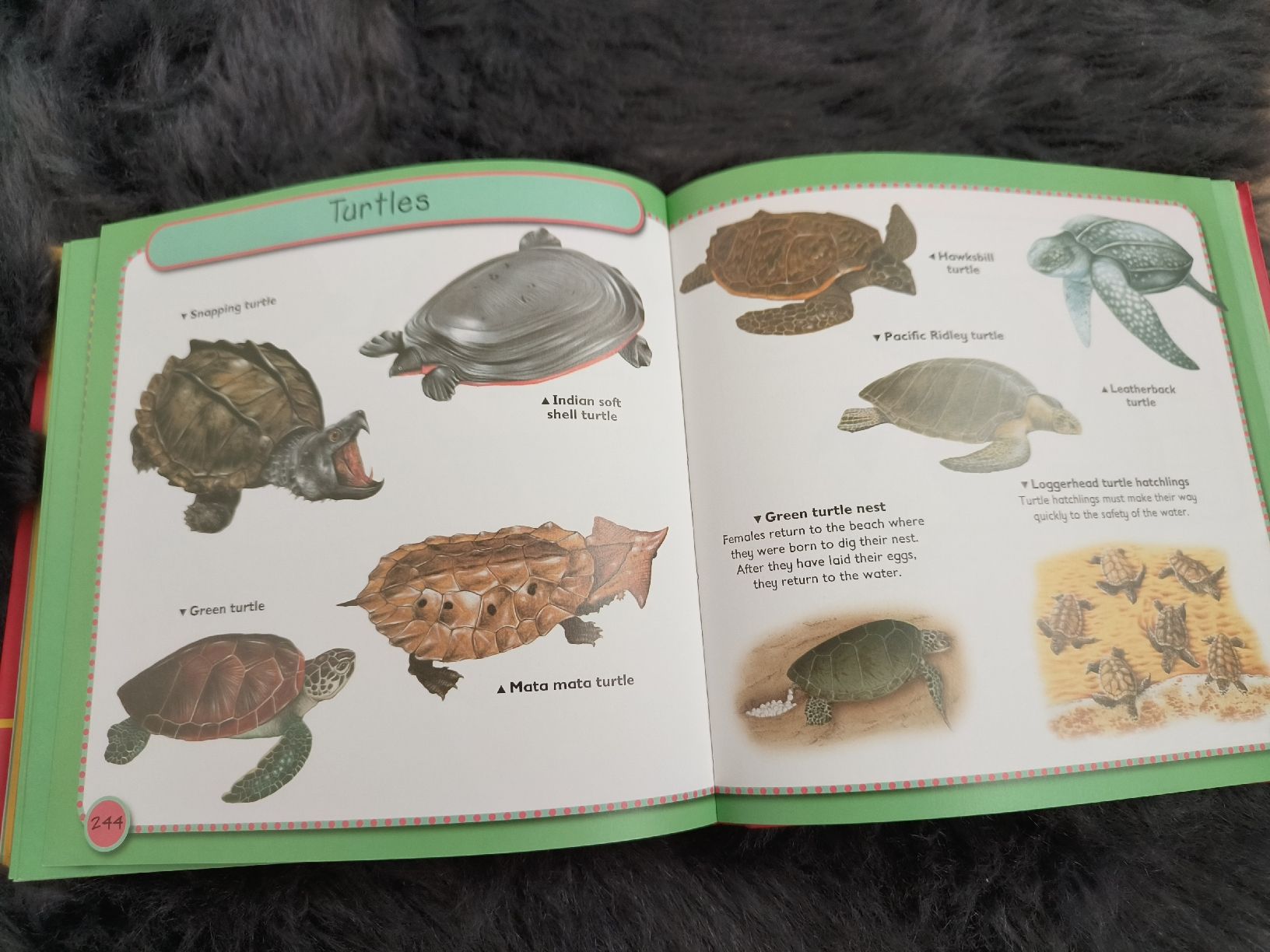 Livres: Junior Visual Dictionary – D'occasion à Dietlikon par Dietlikon_Verkauf 2