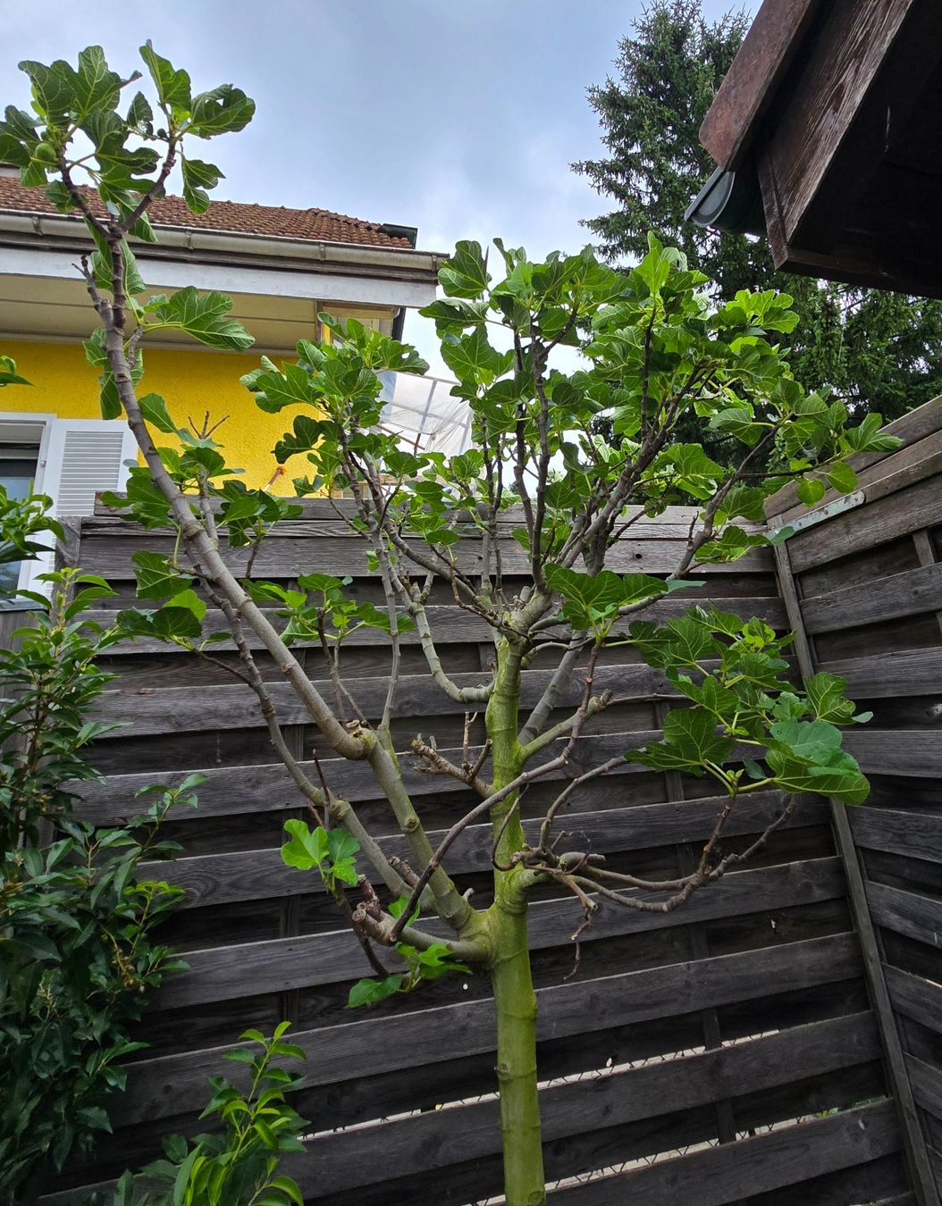 Piante & sementi: Grosser kräftiger Feigenbaum mit Früchten – Usato da Aarburg venduto da popkorn65 4