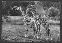 Zoologischer Garten Zürich Giraffen