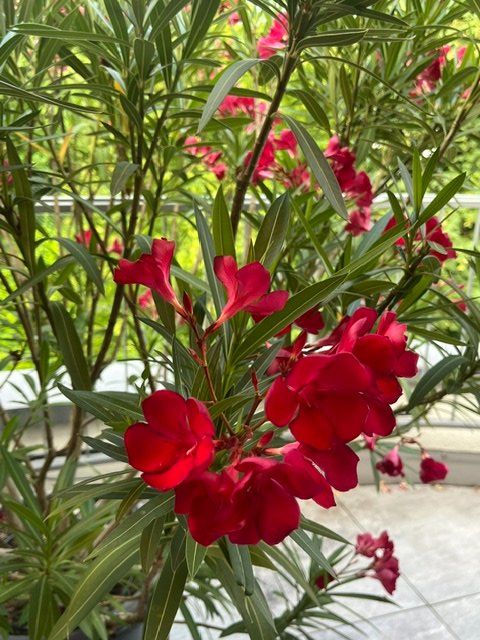 Plantes & graines: wunderschöne Oleander abzugeben – D'occasion à Thalwil par Manuelazh 4