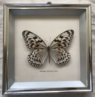 Echter Schmetterling - Präparat -  "Idea leuconoe clara"