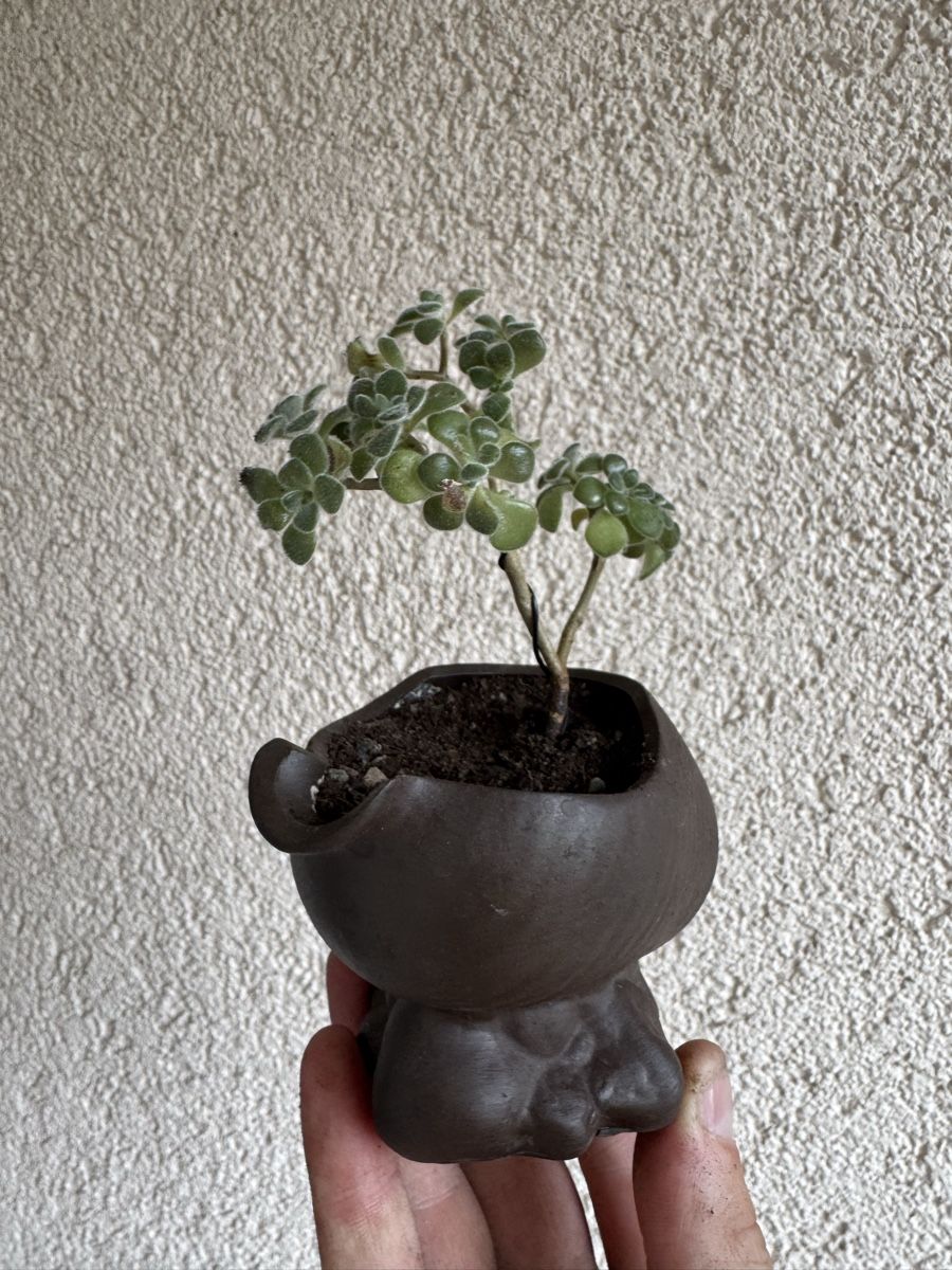 Plantes & graines: Kleiner Sukkulenten Bonsai – D'occasion à Rümlang par Gruseh.ch 3