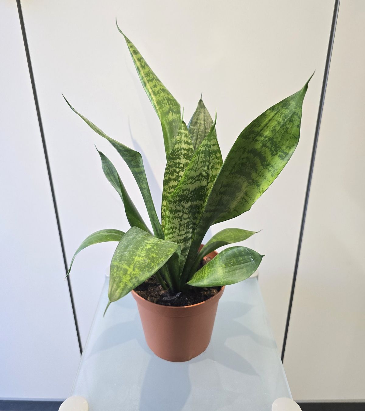 Piante & sementi: Pflanze Sansevieria / Bogenhanf 47 cm – Usato da Oetwil an der Limmat venduto da dhantal 4