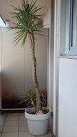 Yucca Aloifolia 2.5 mtr, 26 Years old!