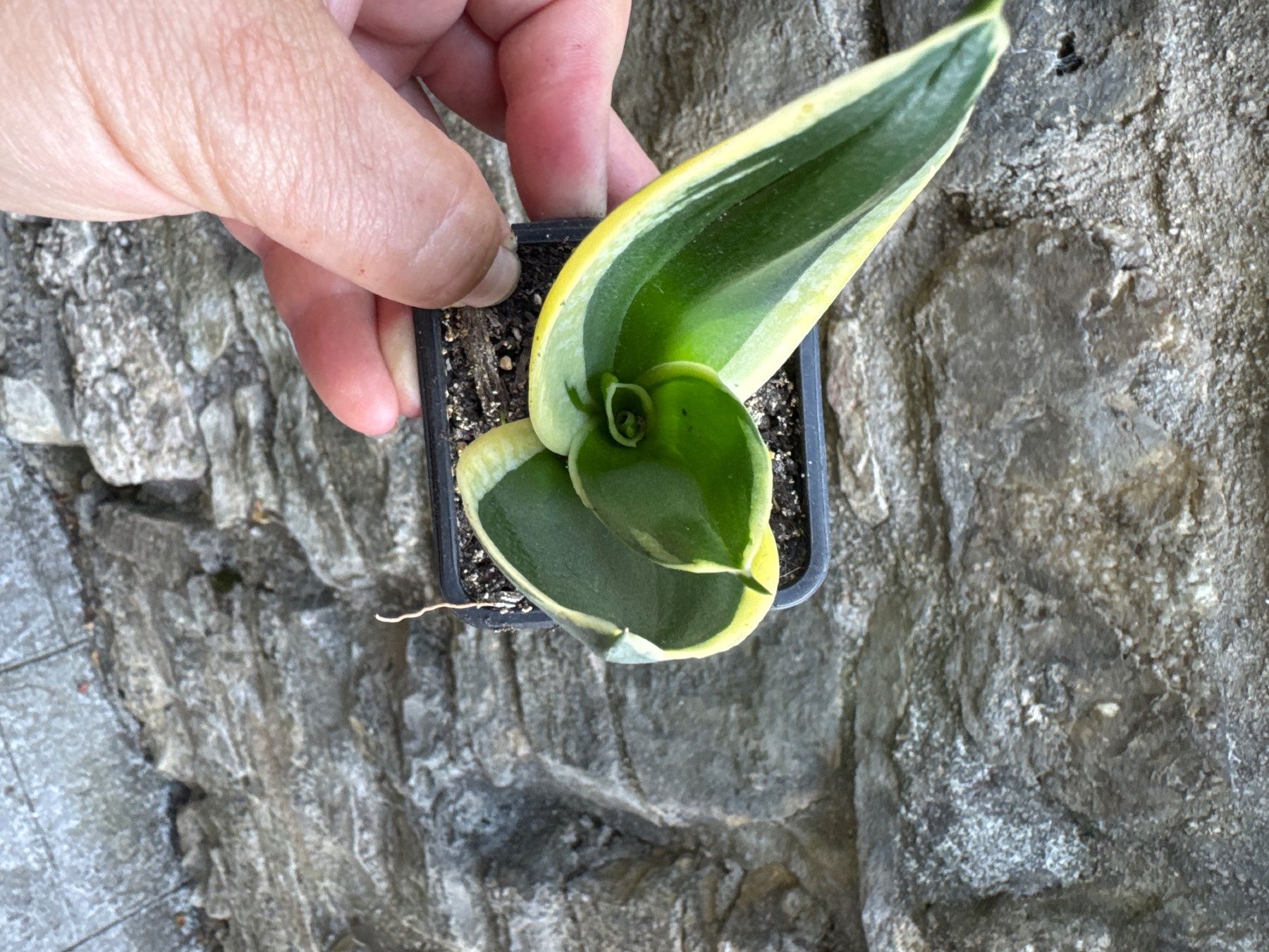 Pflanzen & Samen: Sansevieria Langue belle-mère variété non identifiee – Gebraucht aus Lajoux JU von Briard0 1