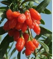 Goji Géant  (Lycium barbarum)  PLANT
