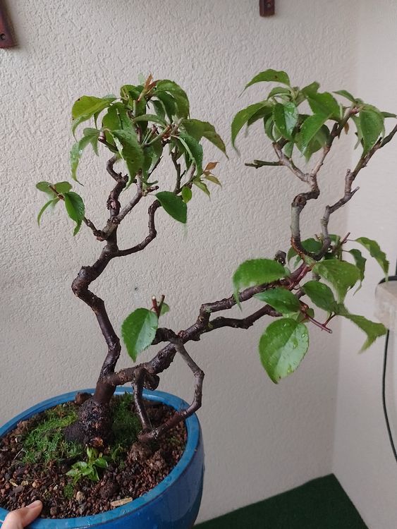 Bonsai Prunus mume, Japanische Aprikose, Outdoor inkl Schale (Neu (gemss  Beschreibung)) in Trubschachen fr CHF 136  nur Abholung auf Ricardo kaufen