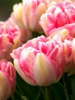 TULIPA FOXTROT : 8 Zwiebeln + Infos wie keimen & pflegen