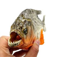 Präparatoren Red Belly Predator Piranha aus Peru, Neu