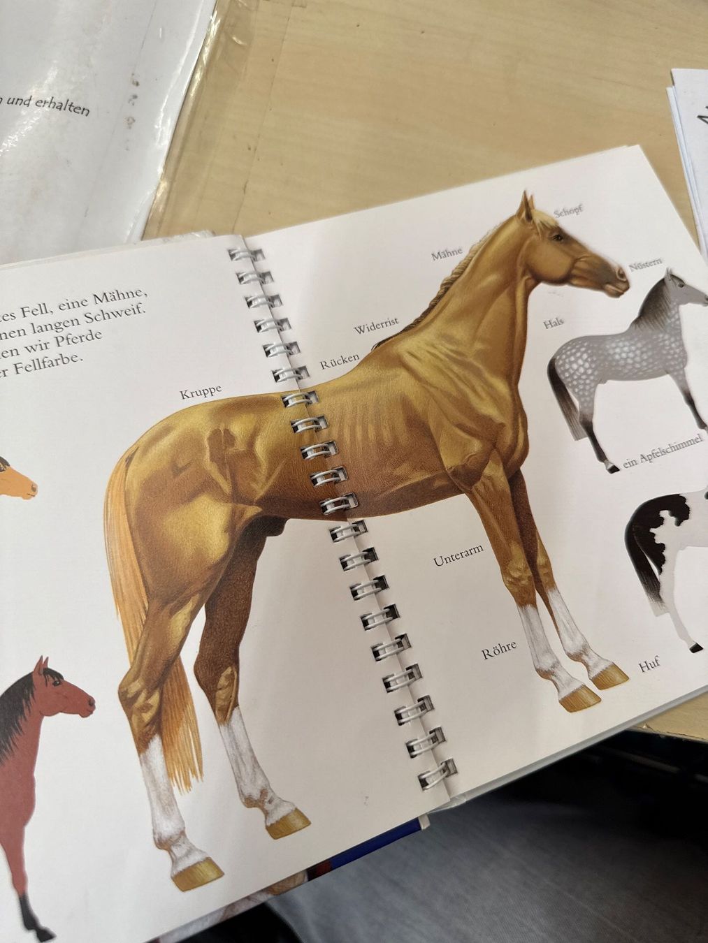 Libri: Pferdebuch für Kinder "Das Pferd" - Meyer Verlag top – Usato da Zürich venduto da Secondhand_Oerlikon 1