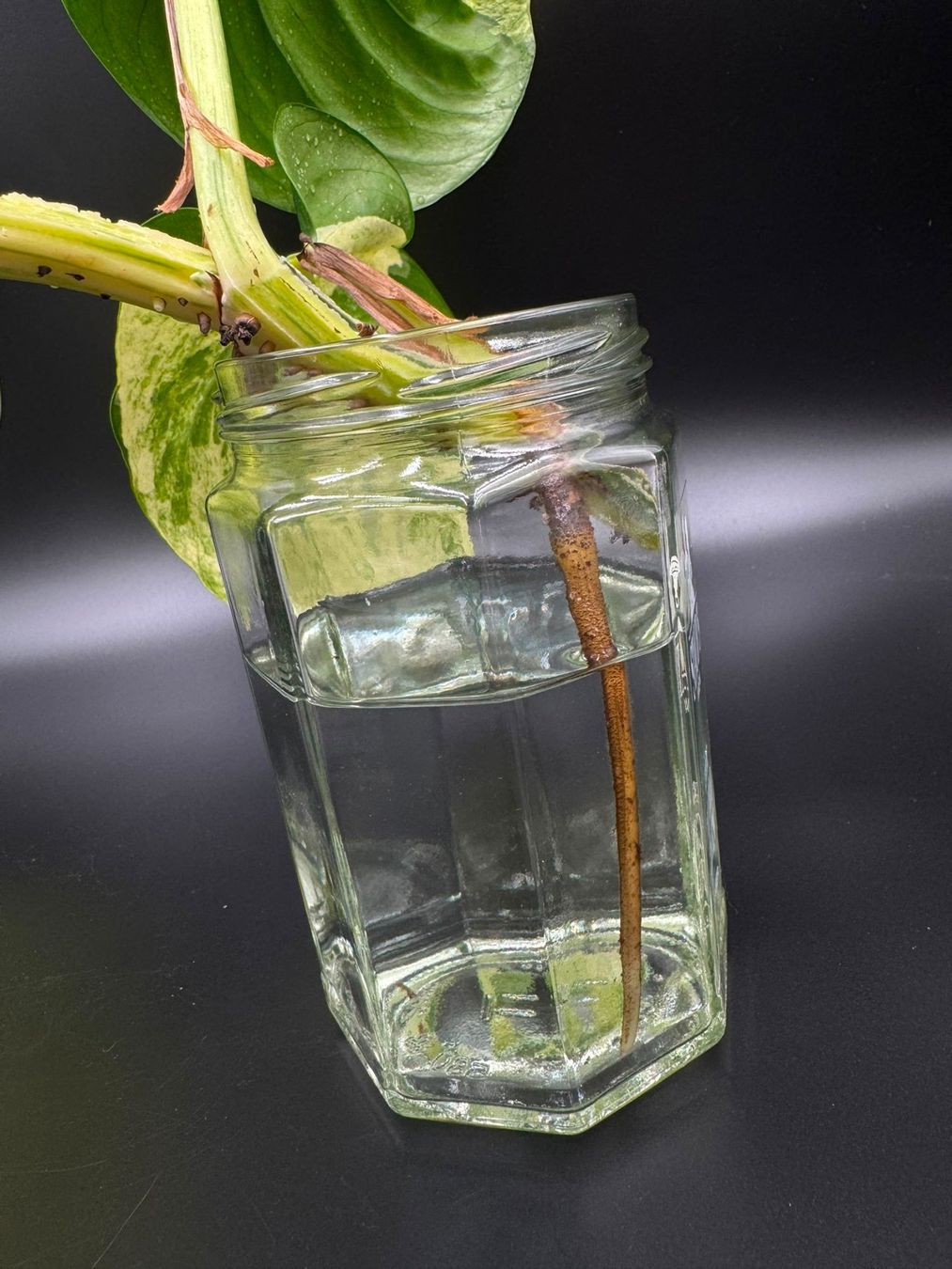 Piante & sementi: Epipremnum aureum 'Manjula' – Nuovo (secondo la descrizione) da Bühler venduto da googelibear 4