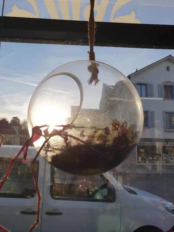 Glaskugeln zum Aufhängen und bepflanzen Kaufen auf Ricardo