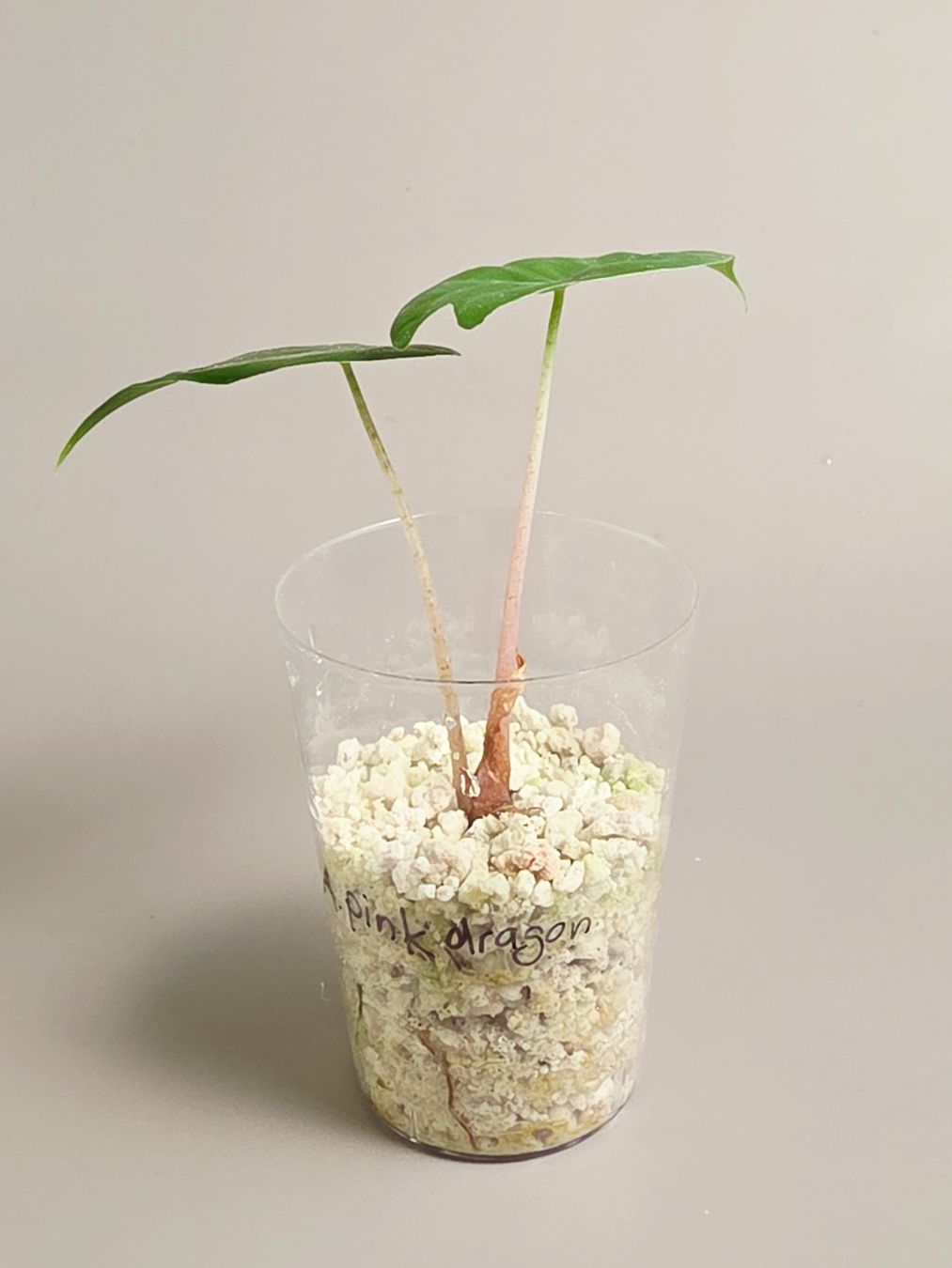 Piante & sementi: Alocasia pink dragon – Nuovo (secondo la descrizione) da Gerolfingen venduto da Azora 1