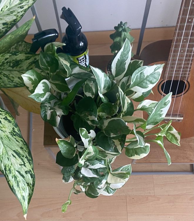 Pothos N’Joy Kaufen auf Ricardo