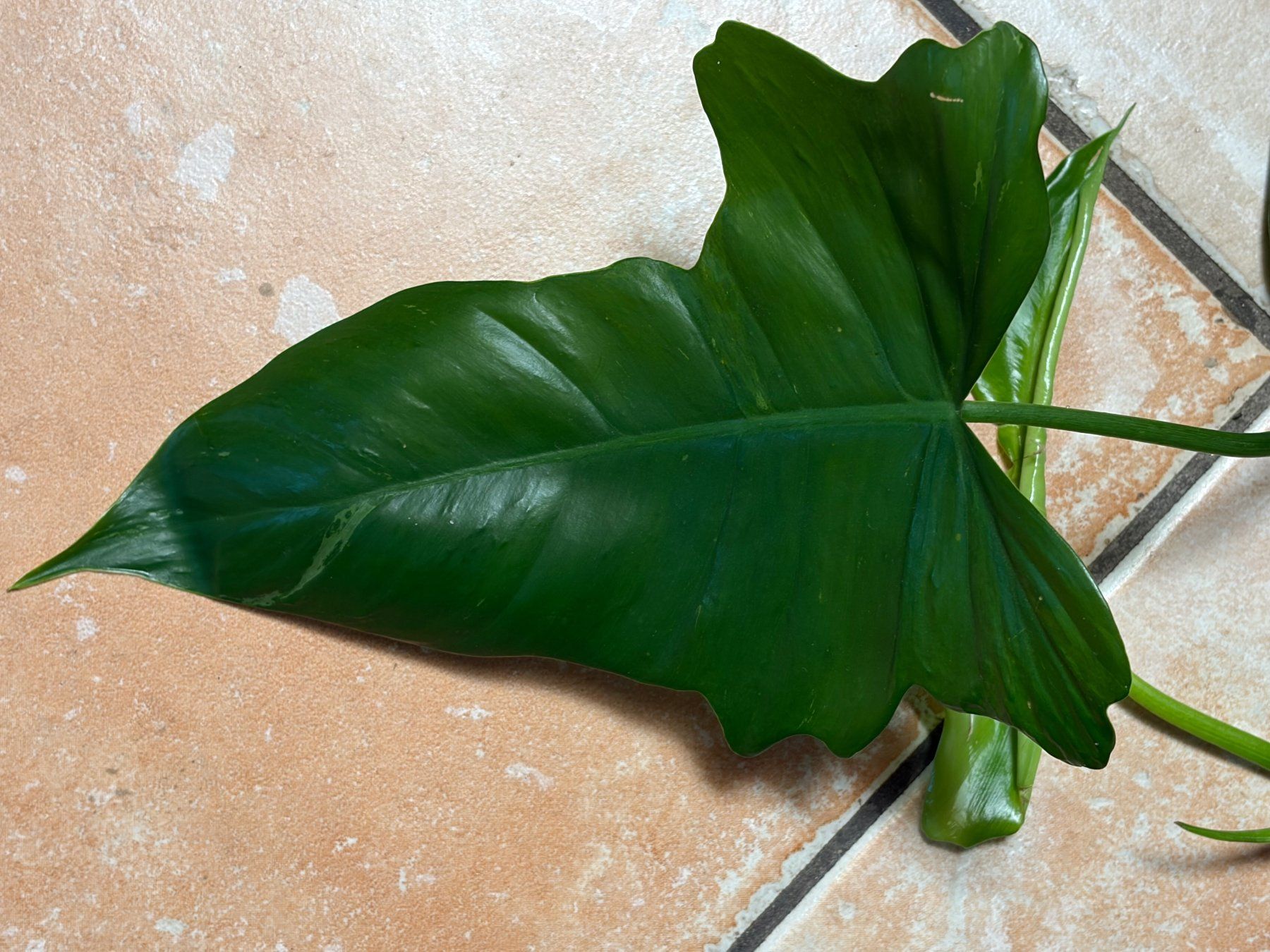 Piante & sementi: Philodendron bipennifolium - Geigenblatt-Philodendron – Usato da Winterthur venduto da Aniger